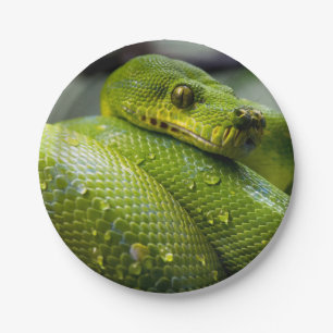 Assiettes En Carton Animal de serpent de python