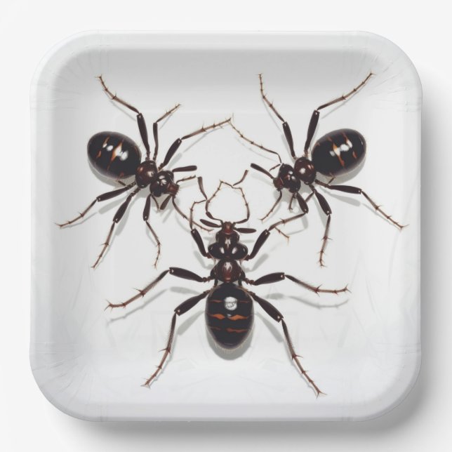 Assiettes en carton  Ant Feast (Recto)