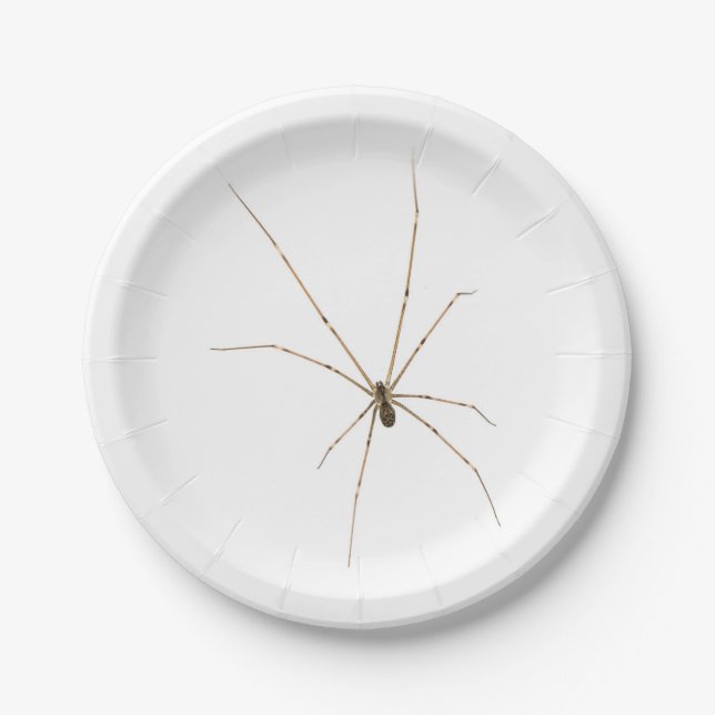 Assiettes En Carton Araignée (Devant)