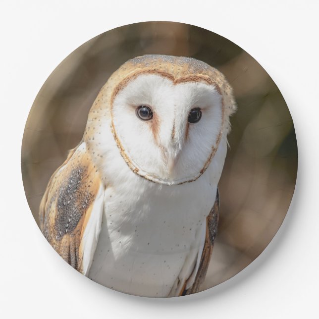 Assiettes En Carton Barn Owl (Devant)