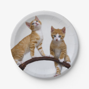 Assiettes En Carton Bébé mignon Chats Kittens Drôle Gym Photo Party