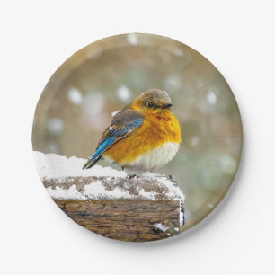 Assiettes En Carton Bleuet de l'Est en neige - Photo originale