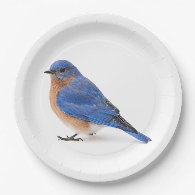 Assiettes En Carton Bluebird (Devant)