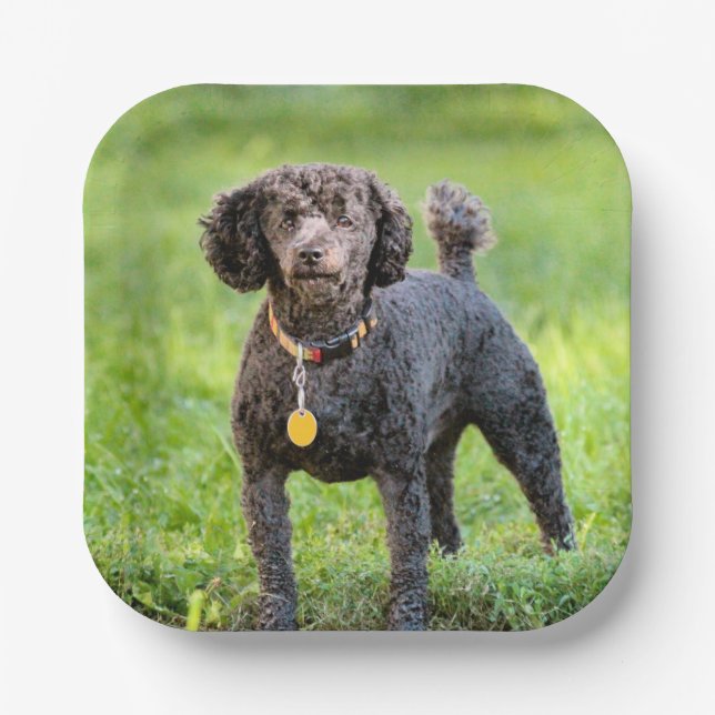 Assiettes En Carton BonJour (Recto)