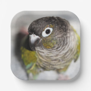 Assiettes En Carton Burbel