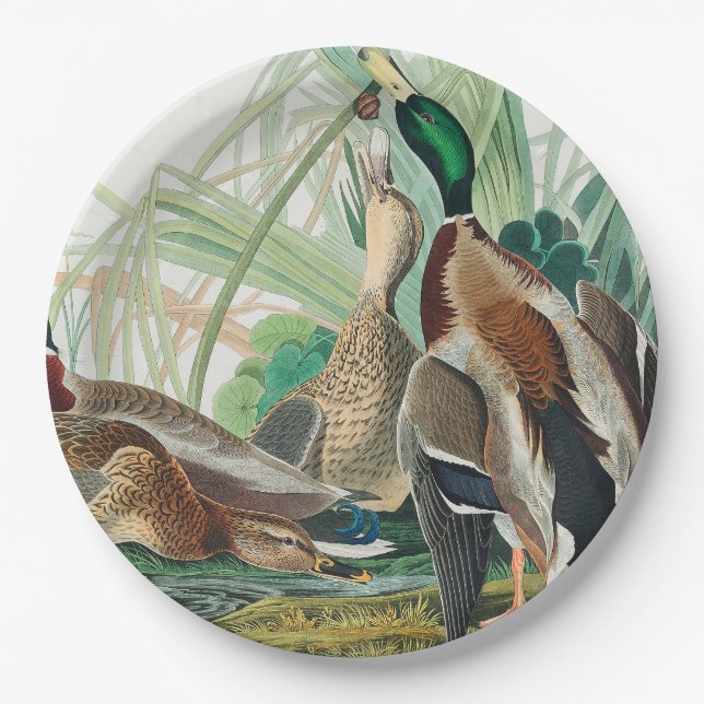 Assiettes En Carton Canard colvert des oiseaux d'Amérique (Audubon) (Devant)