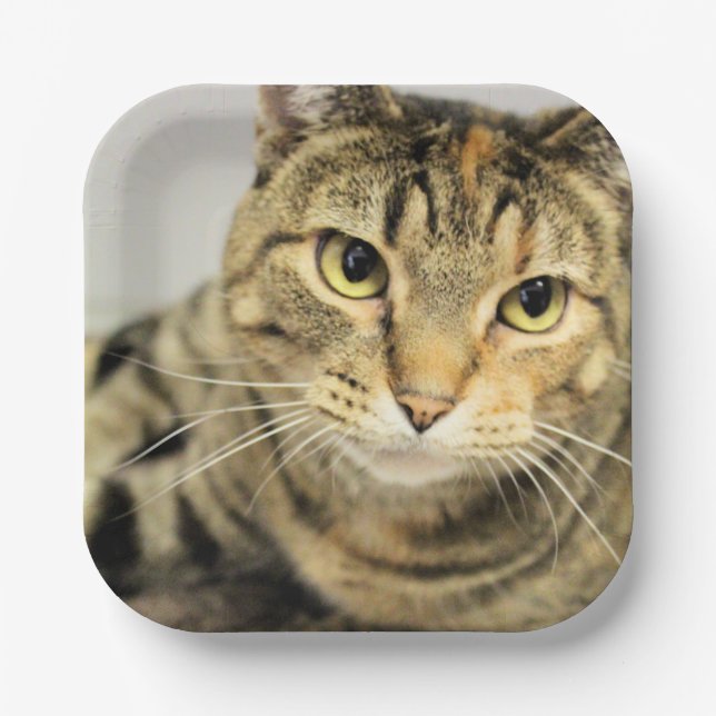 Assiettes En Carton Cat (Recto)