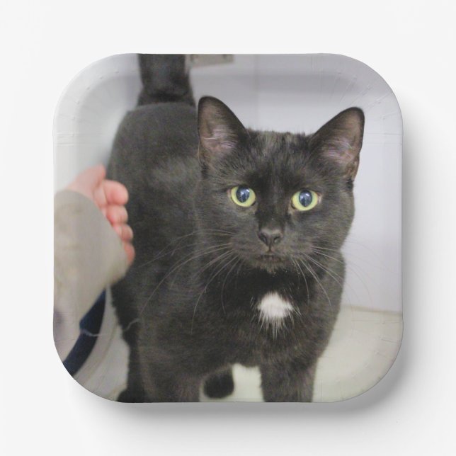 Assiettes En Carton Cat (Recto)