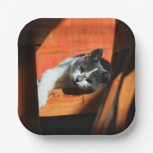 Assiettes En Carton Cat