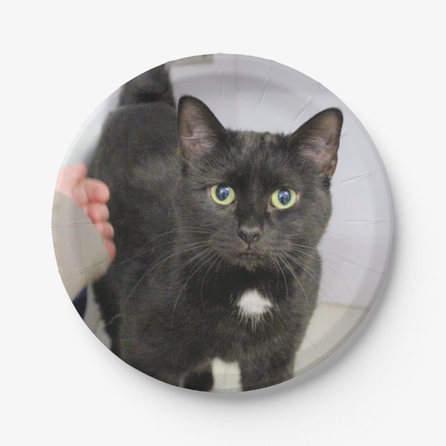 Assiettes En Carton Cat (Devant)