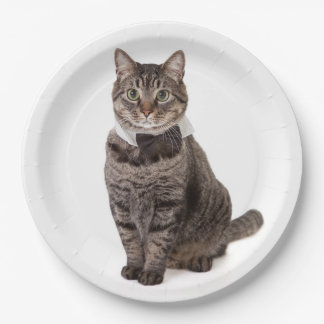 Assiettes En Carton Cat à Tuxedo