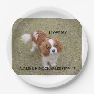 Assiettes En Carton Cavalier-roi-charles-spaniel blenheim aime w pic.