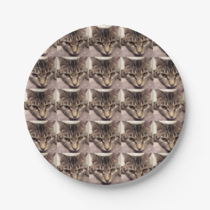 Assiettes En Carton Chat-Instagram tigré par Shirley Taylor