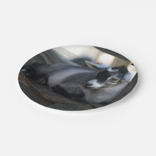 Assiettes En Carton Chèvre