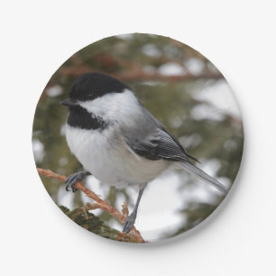Assiettes En Carton Chickadee