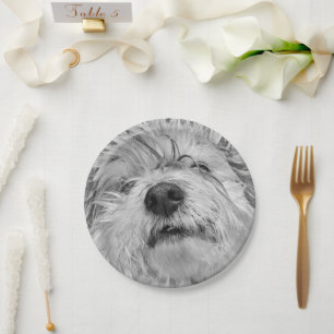 Assiettes En Carton Chien de Coton de Tulear