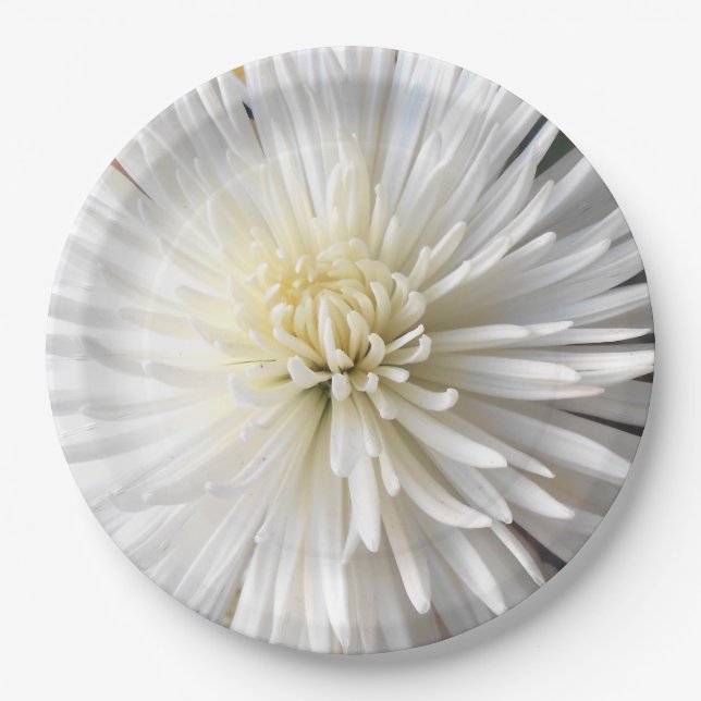 Assiettes En Carton Claricia (Devant)