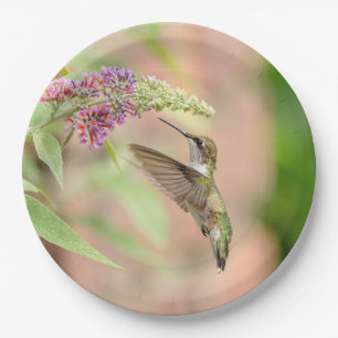 Assiettes En Carton Colibri sur un plante à fleurs