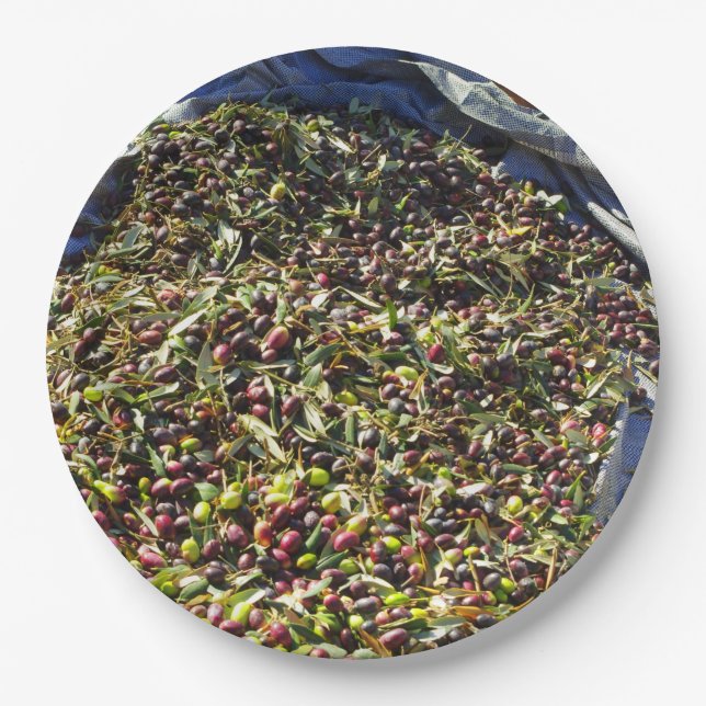 Assiettes En Carton Collection Olive (Devant)