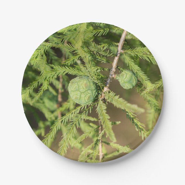 Assiettes En Carton Cône de semences Bald Cypress (Devant)