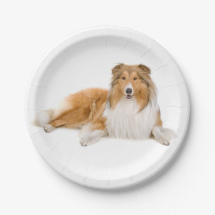 Assiettes En Carton Coupe Collie, Amoureux des chiens chiot