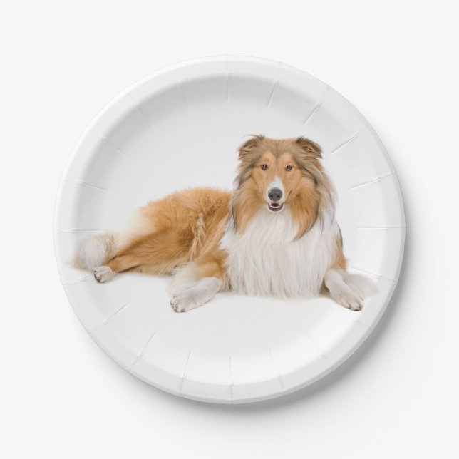 Assiettes En Carton Coupe Collie, Amoureux des chiens chiot (Devant)