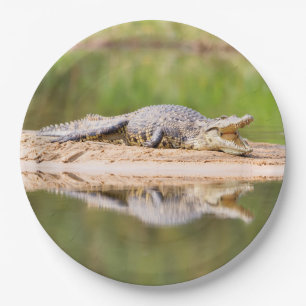 Assiettes En Carton Crocodile