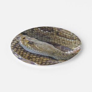 Assiettes En Carton Crotale photo