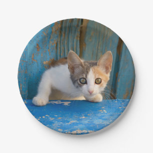 Assiettes En Carton Cute Calico Chat Kitten Drôle Eyes Curieux Photo