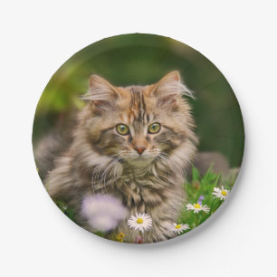 Assiettes En Carton Cute Maine Coon Kitten Chat dans une Fête Amusante