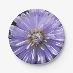 Assiettes En Carton Cyrène