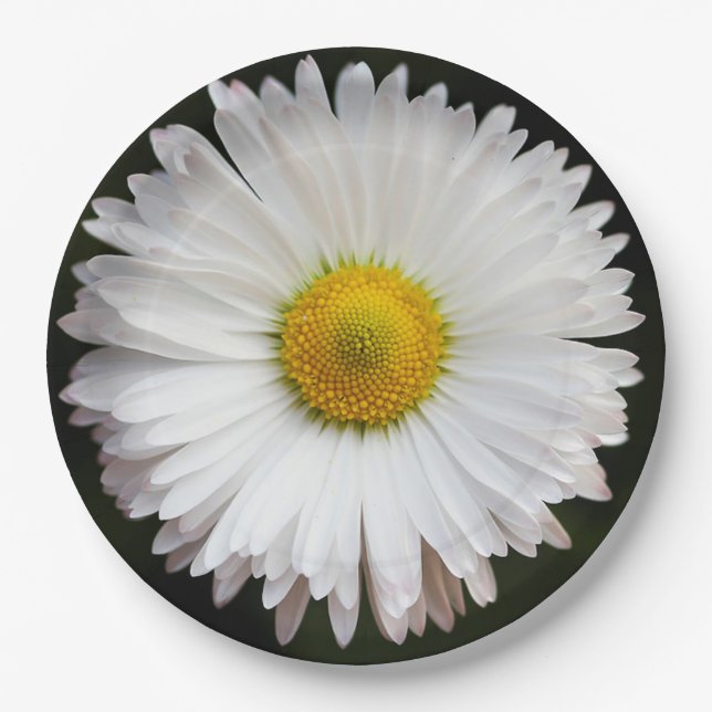 Assiettes En Carton Daisy (Devant)