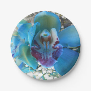 Assiettes En Carton Donella