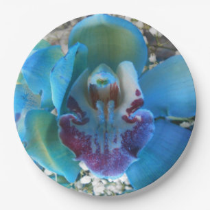 Assiettes En Carton Donella