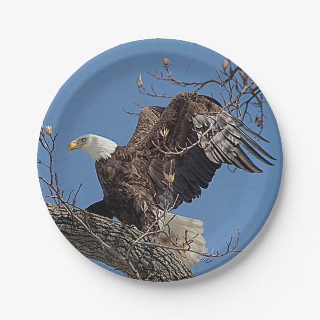 Assiettes En Carton Eagle chauve sur une branche d'arbre (Devant)