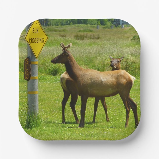 Assiettes En Carton Elk Crossing California Wildlife Photography (Recto)