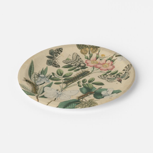 Assiettes En Carton Étapes de la vie des papillons par Vision Studio (Angle)