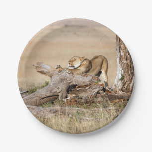 Assiettes En Carton Étendue de la lionne