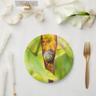 Assiettes En Carton fixation calme