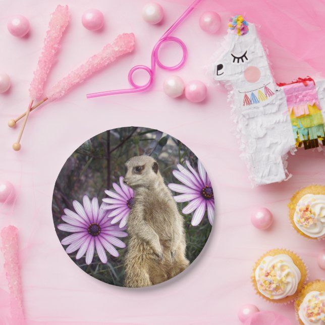 Assiettes En Carton Fleur Curieuse : Meerkat Parmi Les Marguerites Vio (Fête)