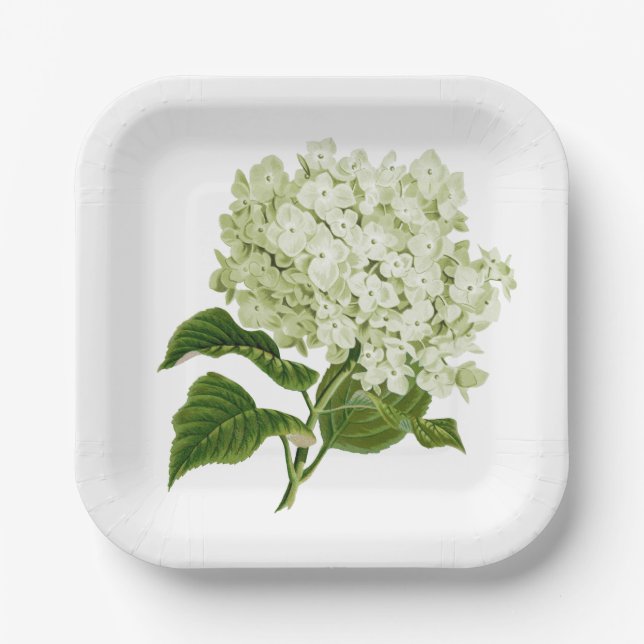 Assiettes En Carton Fleur d'hydrangée blanche et verte (Recto)