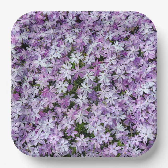 Assiettes En Carton Fleurs violettes Phlox (Recto)