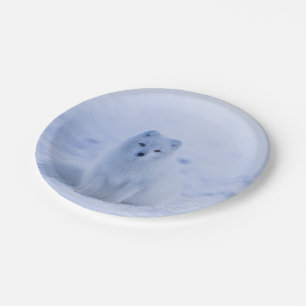 Assiettes En Carton Fox arctique de l'Islande