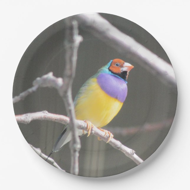 Assiettes En Carton Gouldian finch (Devant)