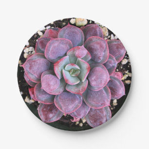 Assiettes En Carton Gouttes de pluie pourpres colorées d'Echeveria