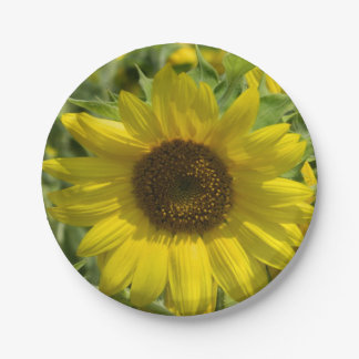 Assiettes En Carton Grande plaque de papier tournesol