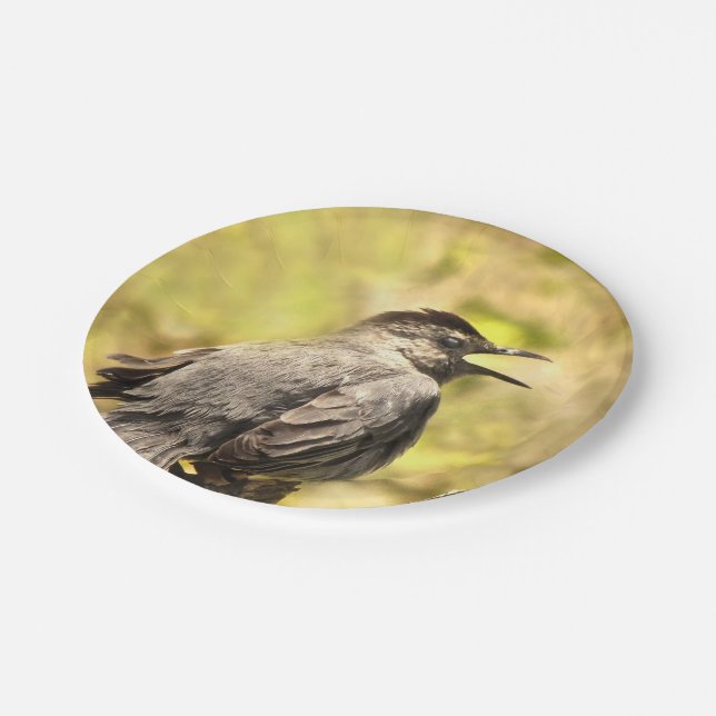 Assiettes En Carton Grey Catbird Chante Sa Plaque Papier De Chanson (Angle)