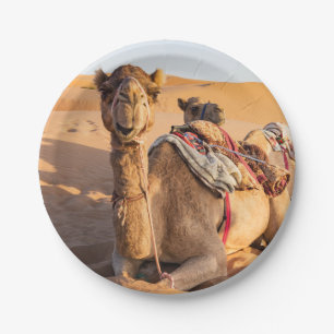Assiettes En Carton Gros plan sur Camel dans le désert d'Oman