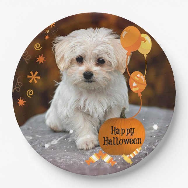 Assiettes En Carton Halloween, chiot maltais,  (Devant)