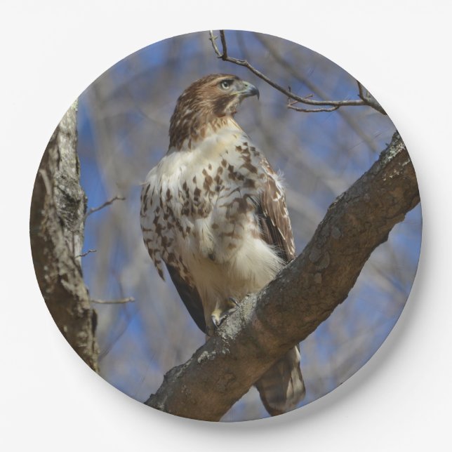 Assiettes En Carton Hawk Majestic (Devant)